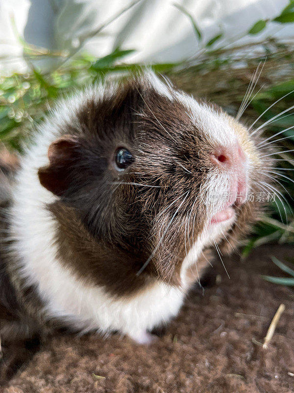 雌性，白色，姜和棕色玳瑁壳短毛阿比西尼亚豚鼠(Cavia porcellus)的形象，豚鼠在室内围栏吃绿色草叶片，聚焦前景